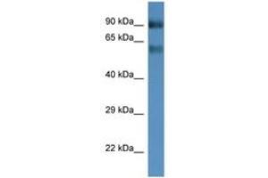 Image no. 1 for anti-Solute Carrier Family 6 (Neutral Amino Acid Transporter), Member 15 (SLC6A15) (AA 400-449) antibody (ABIN6746236)