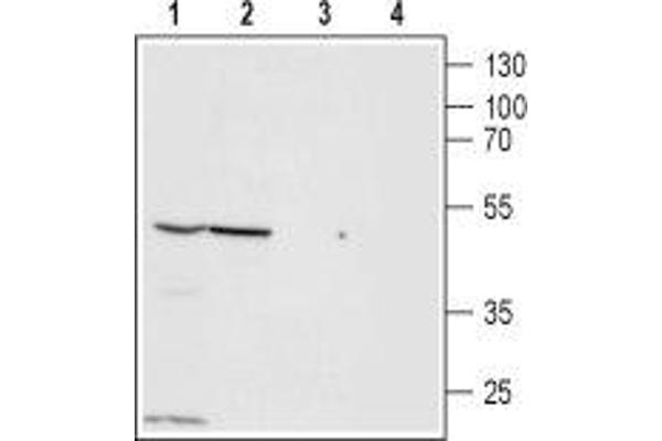 ZACN antibody  (Extracellular, N-Term)