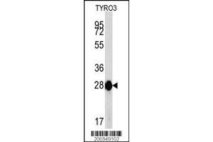 Image no. 1 for anti-TYRO3 Protein Tyrosine Kinase (TYRO3) antibody (ABIN387820)