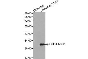 Image no. 2 for anti-BCL2-Like 1 (BCL2L1) (pSer62) antibody (ABIN3020106)