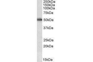 Image no. 1 for anti-Cytochrome P450, Family 2, Subfamily E, Polypeptide 1 (CYP2E1) (AA 233-243) antibody (ABIN1493874)