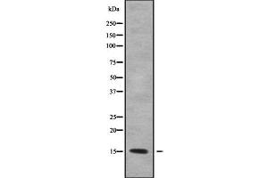 Image no. 1 for anti-KCNE1-Like (KCNE1L) antibody (ABIN6262742)