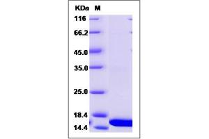 Image no. 1 for Profilin 2 (PFN2) (AA 1-140) protein (His tag) (ABIN2006204)