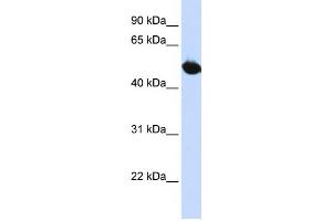 Image no. 1 for anti-Solute Carrier Family 2 (Facilitated Glucose Transporter), Member 9 (SLC2A9) antibody (ABIN2458775)