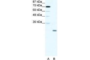 Image no. 1 for anti-Inhibitor of DNA Binding 4, Dominant Negative Helix-Loop-Helix Protein (ID4) (N-Term) antibody (ABIN2780374)