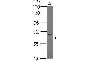Image no. 2 for anti-MYST Histone Acetyltransferase 2 (MYST2) (Internal Region) antibody (ABIN2855265)