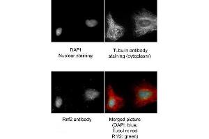 Immunofluorescence Microscopy of Goat anti-RING1B antibody.