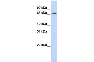 Image no. 1 for anti-Heterogeneous Nuclear Ribonucleoprotein R (HNRNPR) (N-Term) antibody (ABIN633229)
