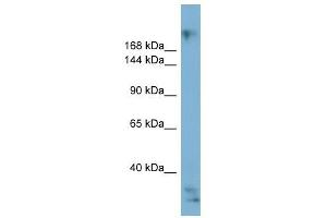 Image no. 1 for anti-Exophilin 5 (EXPH5) (Middle Region) antibody (ABIN632437)