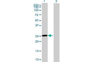 Western Blot analysis of ROPN1L expression in transfected 293T cell line by ROPN1L MaxPab polyclonal antibody.
