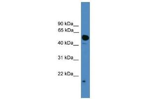 Image no. 1 for anti-Ubiquitin-Like 4A (UBL4A) (C-Term) antibody (ABIN929219)