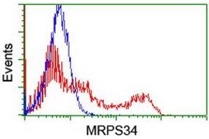 Image no. 1 for anti-Mitochondrial Ribosomal Protein S34 (MRPS34) antibody (ABIN1499563)