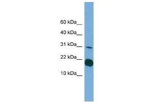 Image no. 1 for anti-Interleukin 1 delta (FIL1d) (Middle Region) antibody (ABIN2786294)