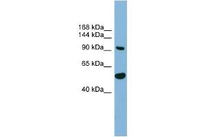 Image no. 1 for anti-MAP7 Domain Containing 1 (MAP7D1) (N-Term) antibody (ABIN2787065)