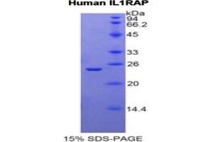 Image no. 3 for Interleukin 1 Receptor Accessory Protein (IL1RAP) ELISA Kit (ABIN6730975)