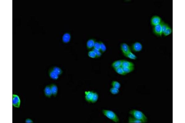 Adenylate Kinase 5 antibody  (AA 61-215)