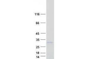Image no. 1 for Tetraspanin 13 (TSPAN13) protein (Myc-DYKDDDDK Tag) (ABIN2733437)