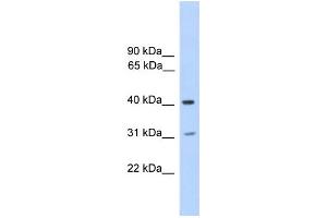 Image no. 1 for anti-Phosphatase, Orphan 2 (PHOSPHO2) (N-Term) antibody (ABIN2778705)