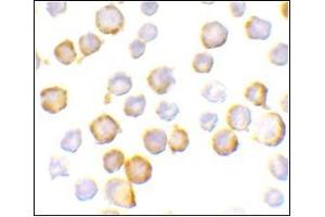 Image no. 1 for anti-Single Immunoglobulin and Toll-Interleukin 1 Receptor (TIR) Domain (SIGIRR) (C-Term) antibody (ABIN500712)