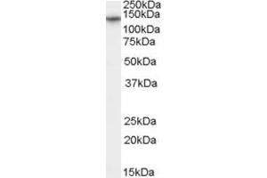 Image no. 1 for anti-Double Homeobox 1 (DUX1) (N-Term) antibody (ABIN2776490)
