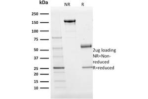 Image no. 6 for anti-POU Class 2 Associating Factor 1 (POU2AF1) (AA 148-255) antibody (ABIN6940356)