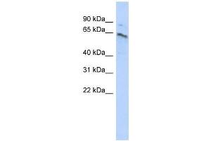 Image no. 1 for anti-Zinc Finger Protein 468 (ZNF468) (Middle Region) antibody (ABIN928480)
