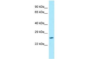 anti-Solute Carrier Family 17 Member 1 (SLC17A1) (N-Term) antibody