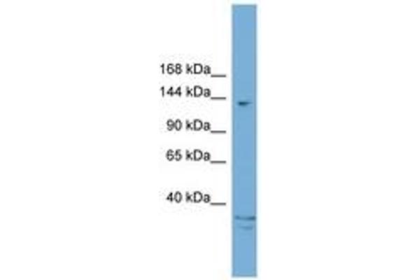 anti-AT Rich Interactive Domain 5B (MRF1-Like) (ARID5B) (AA 1031-1080) antibody