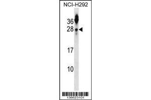 Image no. 1 for anti-Tetraspanin 2 (TSPAN2) (AA 25-54), (N-Term) antibody (ABIN1539218)