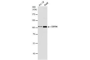 Image no. 2 for anti-Heat Shock Protein 90kDa beta (Grp94), Member 1 (HSP90B1) (C-Term) antibody (ABIN2855586)