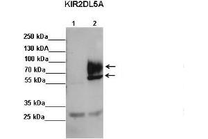 Image no. 2 for anti-Killer Cell Immunoglobulin-Like Receptor, Two Domains, Long Cytoplasmic Tail, 5A (KIR2DL5A) (C-Term) antibody (ABIN2774436)