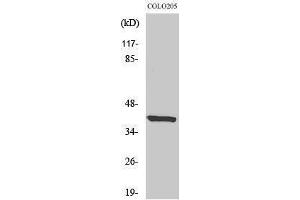 Image no. 1 for anti-Eukaryotic Translation Initiation Factor 3 Subunit F (EIF3F) (Internal Region) antibody (ABIN3184445)
