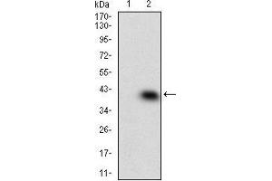 Image no. 4 for anti-Mitogen-Activated Protein Kinase 14 (MAPK14) (AA 299-360) antibody (ABIN1724904)