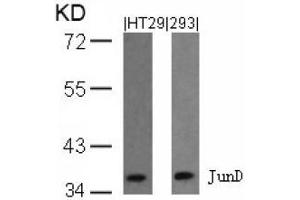 Image no. 1 for anti-Jun D Proto-Oncogene (JUND) (Ser255) antibody (ABIN197142)