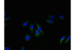 NPBWR2 Antikörper  (AA 1-45)