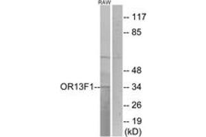 Image no. 1 for anti-Olfactory Receptor, Family 13, Subfamily F, Member 1 (OR13F1) (AA 241-290) antibody (ABIN1535861)