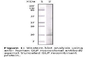 Image no. 1 for anti-Golgin A6 Family, Member A (GOLGA6A) antibody (ABIN207616)