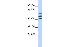 Image no. 1 for anti-HSPB (Heat Shock 27kDa) Associated Protein 1 (HSPBAP1) (Middle Region) antibody (ABIN927452)