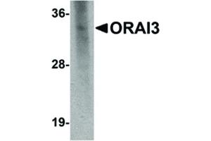 Image no. 2 for anti-ORAI Calcium Release-Activated Calcium Modulator 3 (ORAI3) (C-Term) antibody (ABIN6657392)