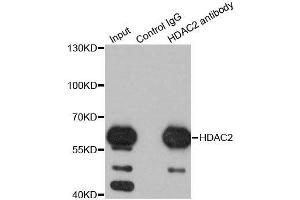 Image no. 6 for anti-Histone Deacetylase 2 (HDAC2) antibody (ABIN3022867)