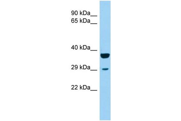anti-Potassium Channel Tetramerisation Domain Containing 1 (KCTD1) (Middle Region) antibody