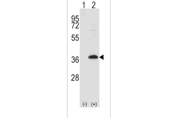 FRAT1 antibody  (AA 99-128)