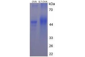 Image no. 3 for Interleukin 7 (IL7) peptide (Ovalbumin) (ABIN5666245)