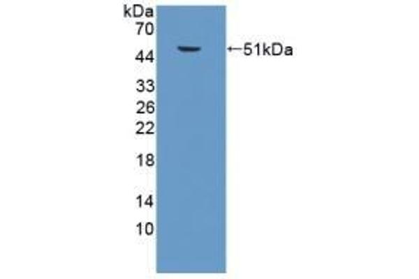 Surfactant Protein C antibody  (AA 1-193)