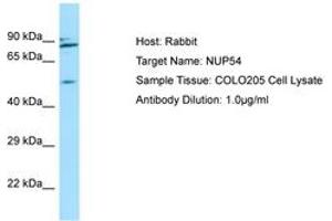 Image no. 1 for anti-Nucleoporin 54kDa (NUP54) (AA 302-351) antibody (ABIN6750030)