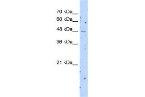 anti-Solute Carrier Family 22 (Organic Cation Transporter), Member 23 (SLC22A23) (Middle Region) antibody
