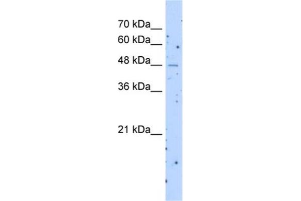 SLC22A23 antibody  (Middle Region)