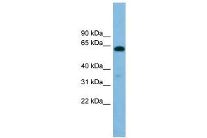 Image no. 1 for anti-beta-1,4-N-Acetyl-Galactosaminyl Transferase 1 (B4GALNT1) (Middle Region) antibody (ABIN635329)