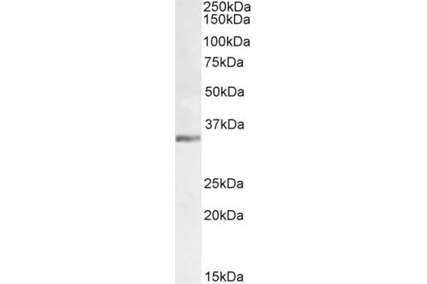 Lactate Dehydrogenase C 抗体  (AA 221-233)