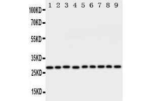 Image no. 2 for anti-Peroxiredoxin 3 (PRDX3) (AA 239-256), (C-Term) antibody (ABIN3044200)